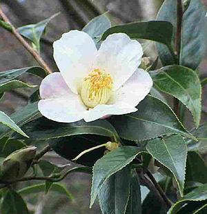 Tea plant (Camellia sinensis)